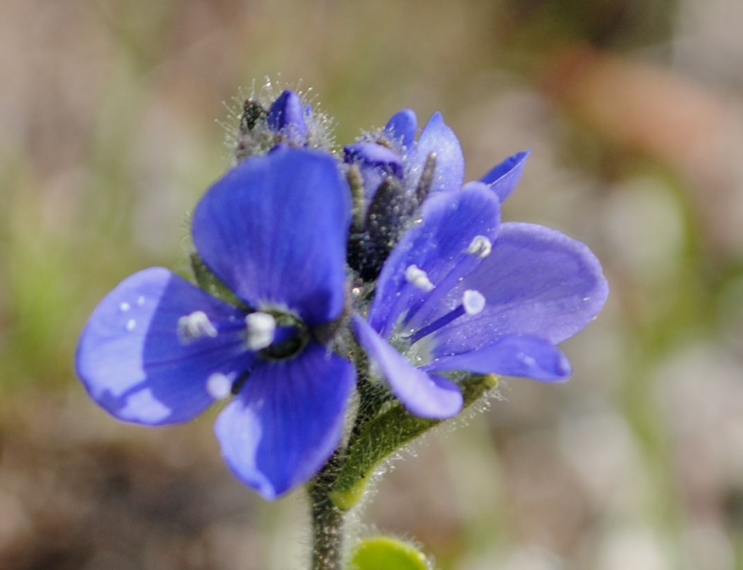Veronica bellidioides / Veronica con foglie di margherita