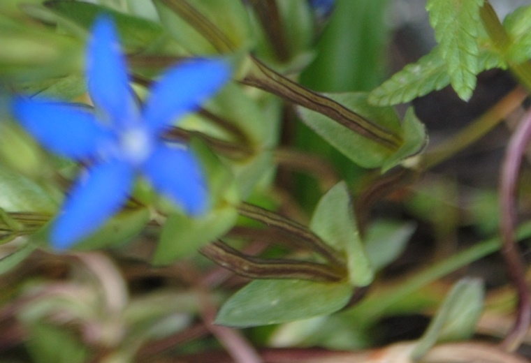 Gentiana nivalis