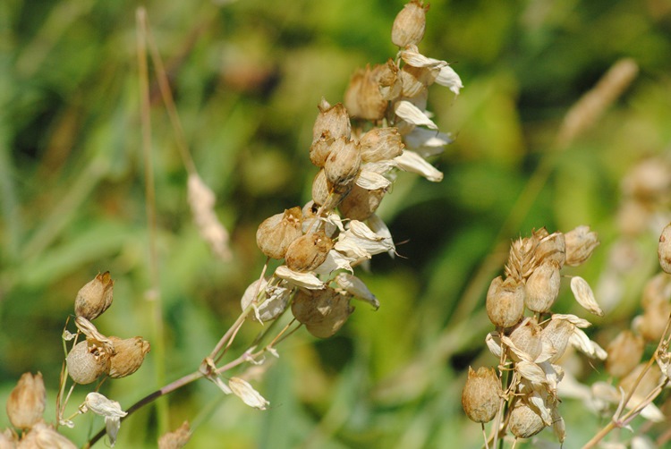 Silene vulgaris subsp. commutata