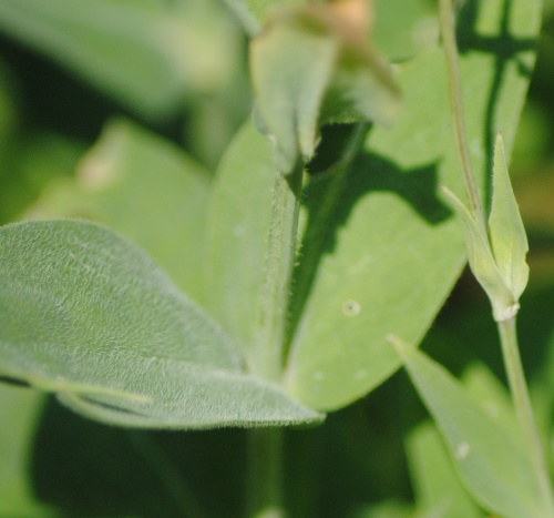 Silene vulgaris subsp. commutata