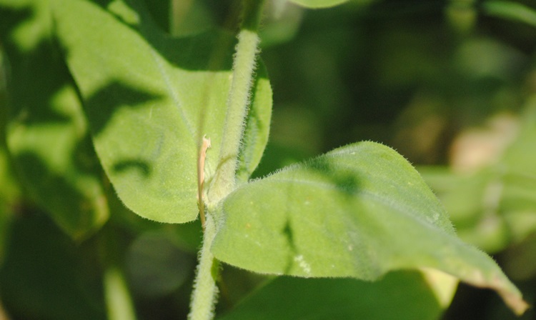 Silene vulgaris subsp. commutata