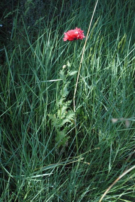 Papaver somniferum (cultivar) / Papavero domestico