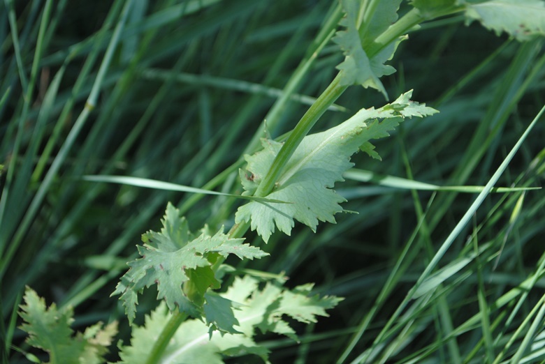 Papaver somniferum (cultivar) / Papavero domestico