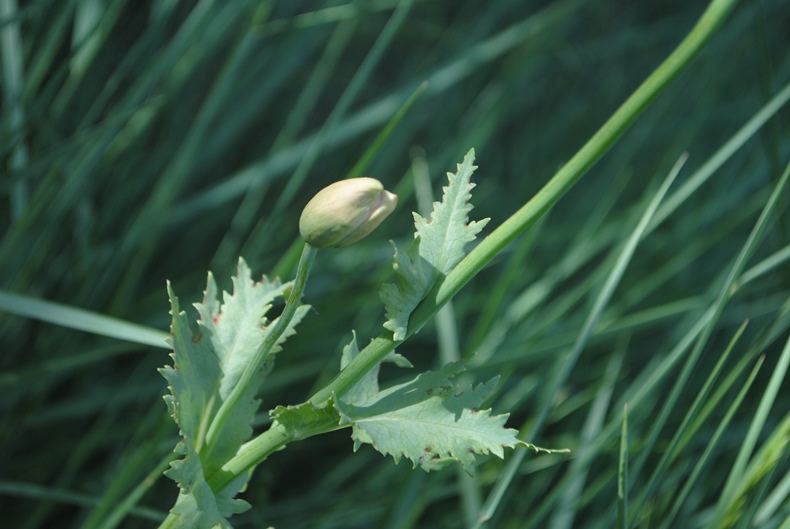 Papaver somniferum (cultivar) / Papavero domestico