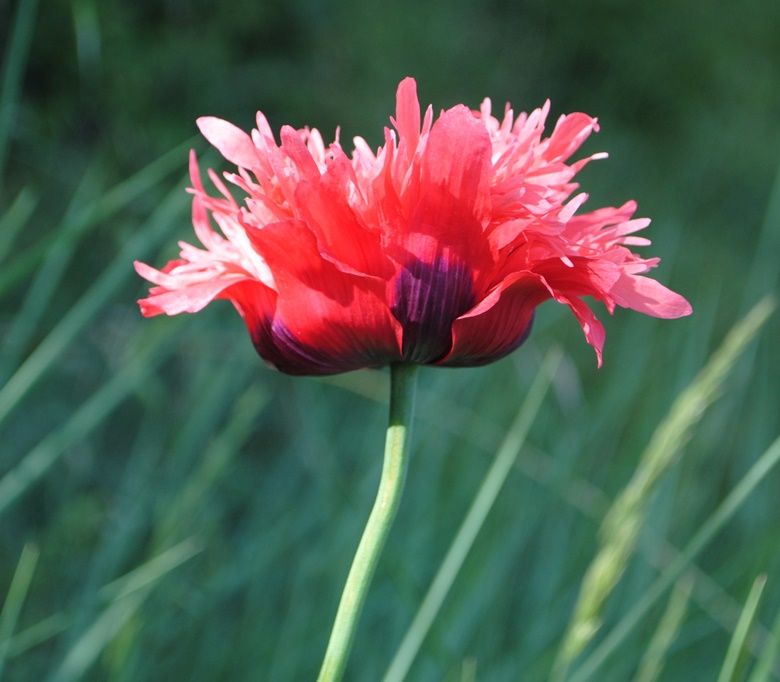 Papaver somniferum (cultivar) / Papavero domestico