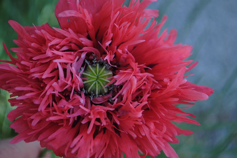 Papaver somniferum (cultivar) / Papavero domestico