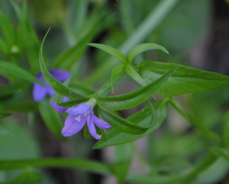 Legousia falcata / Specchio di Venene minore