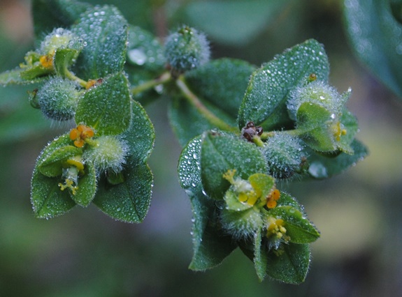 Euphorbia hirsuta / Euforbia pubescente