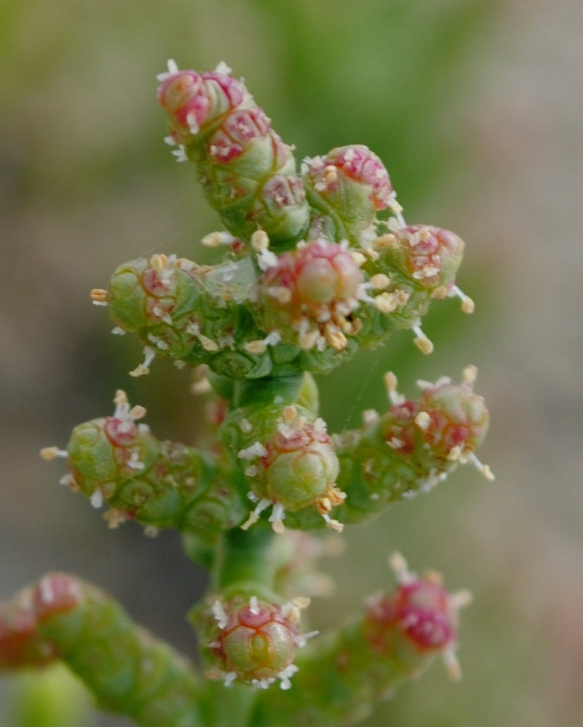 Salicornia (?)