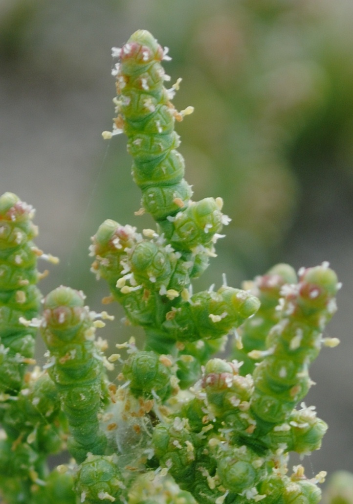 Salicornia (?)