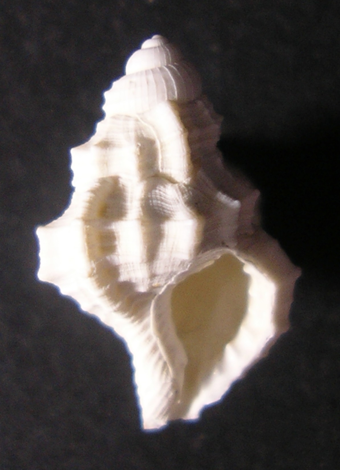 dal Pliocene laziale... ??