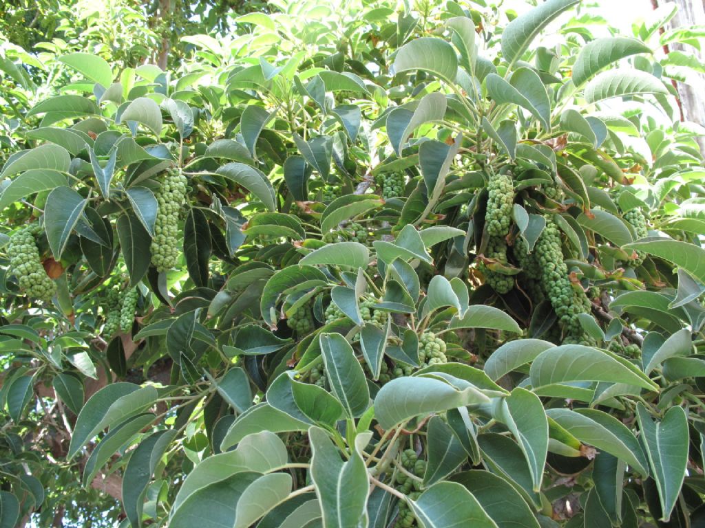 Isole Tremiti... - Phytolacca dioica