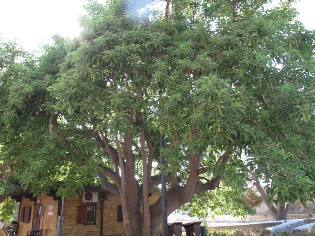 Isole Tremiti... - Phytolacca dioica