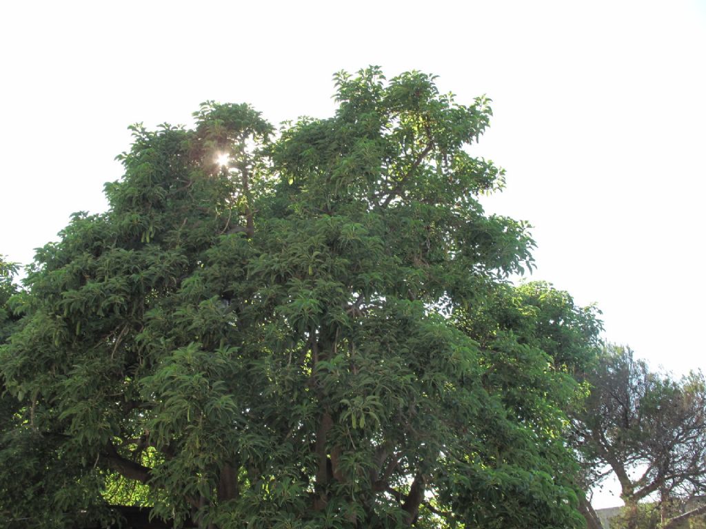 Isole Tremiti... - Phytolacca dioica