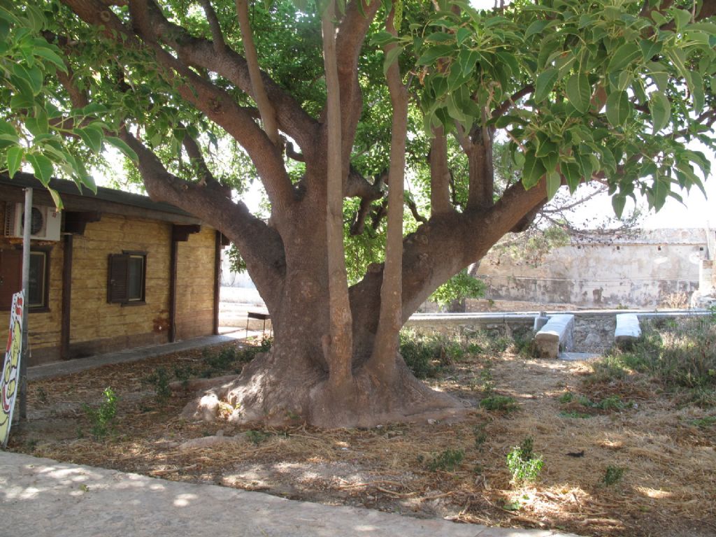 Isole Tremiti... - Phytolacca dioica