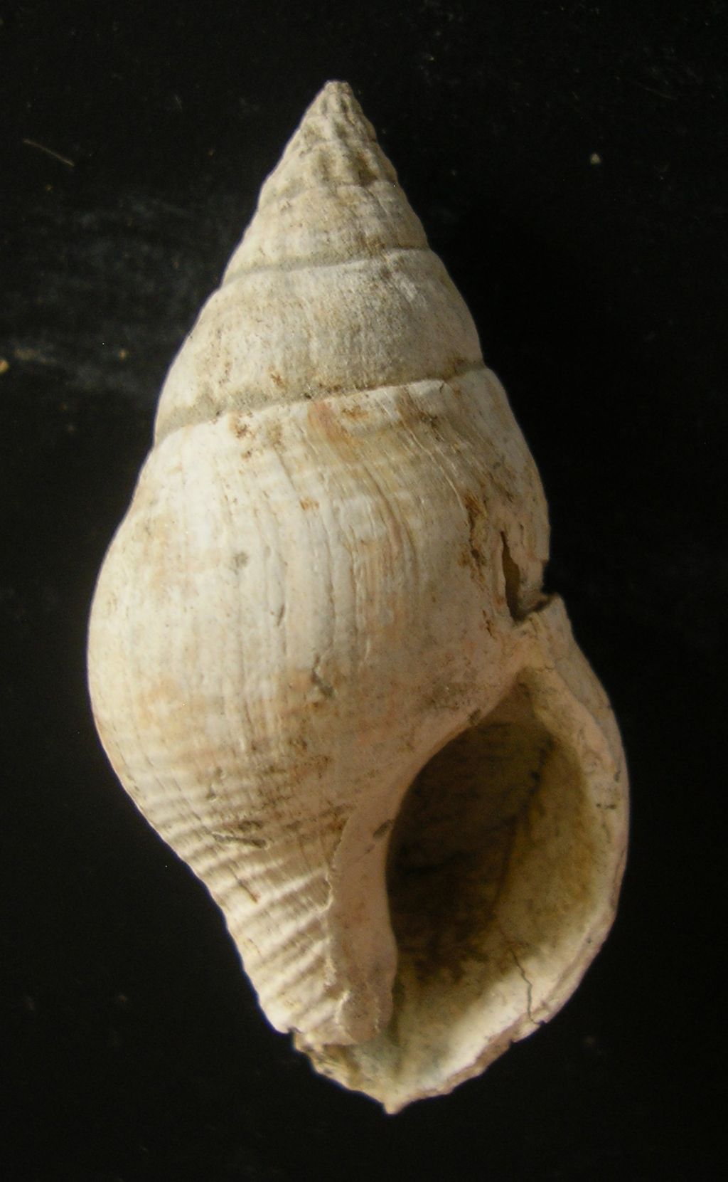 dal pliocene di Guidonia... Buccinidae