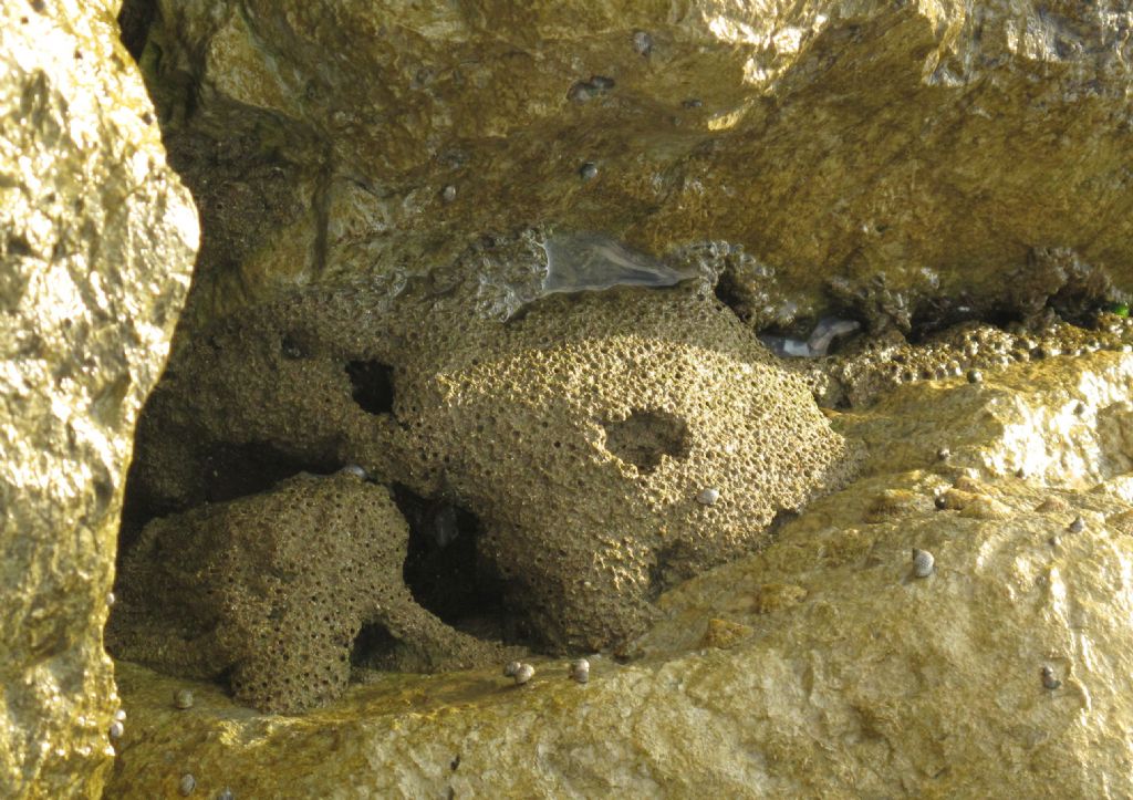 Biocostruzioni dell''anellide polichete Sabellaria alveolata