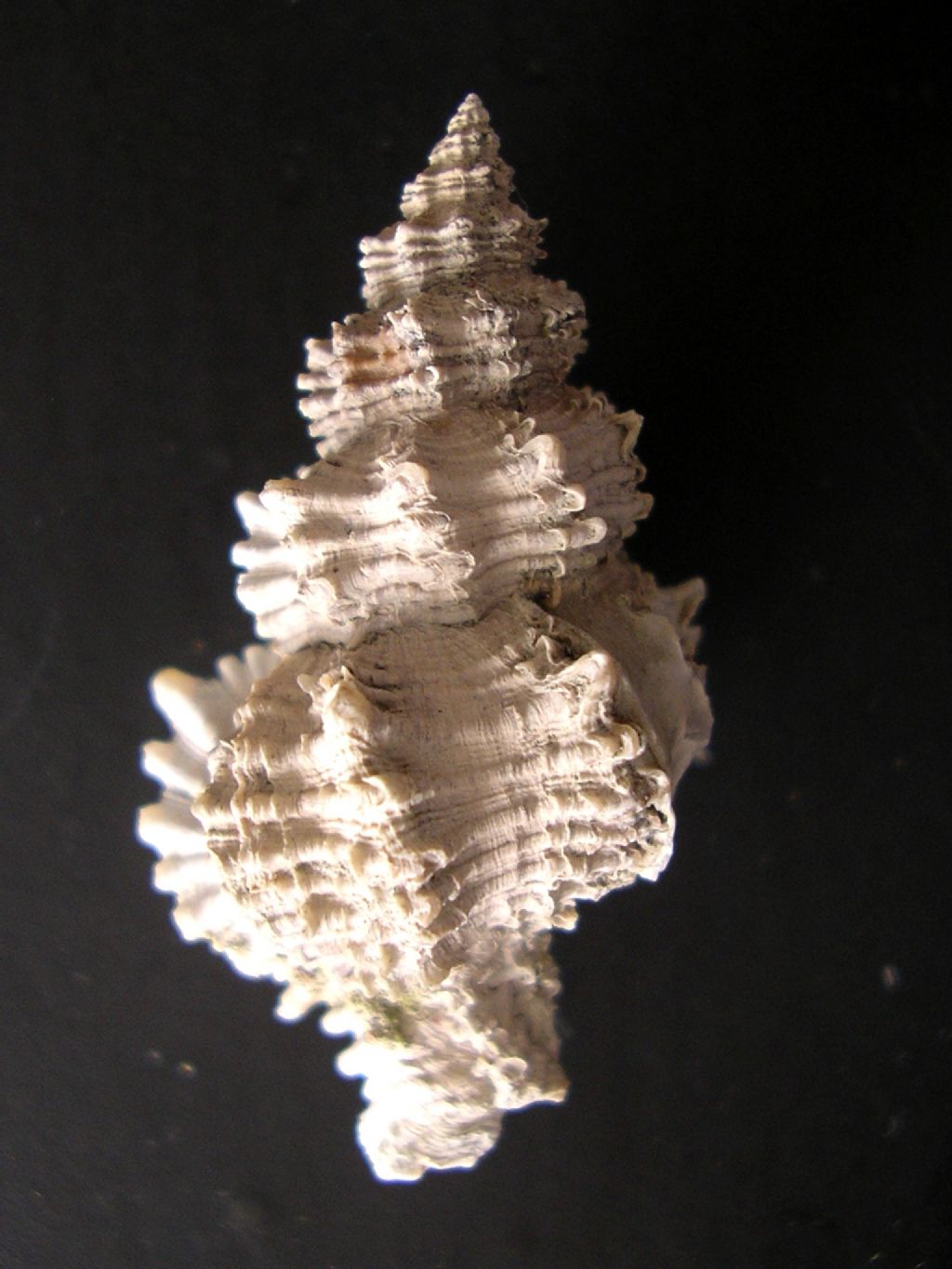 dal Pliocene laziale... Coralliophila?