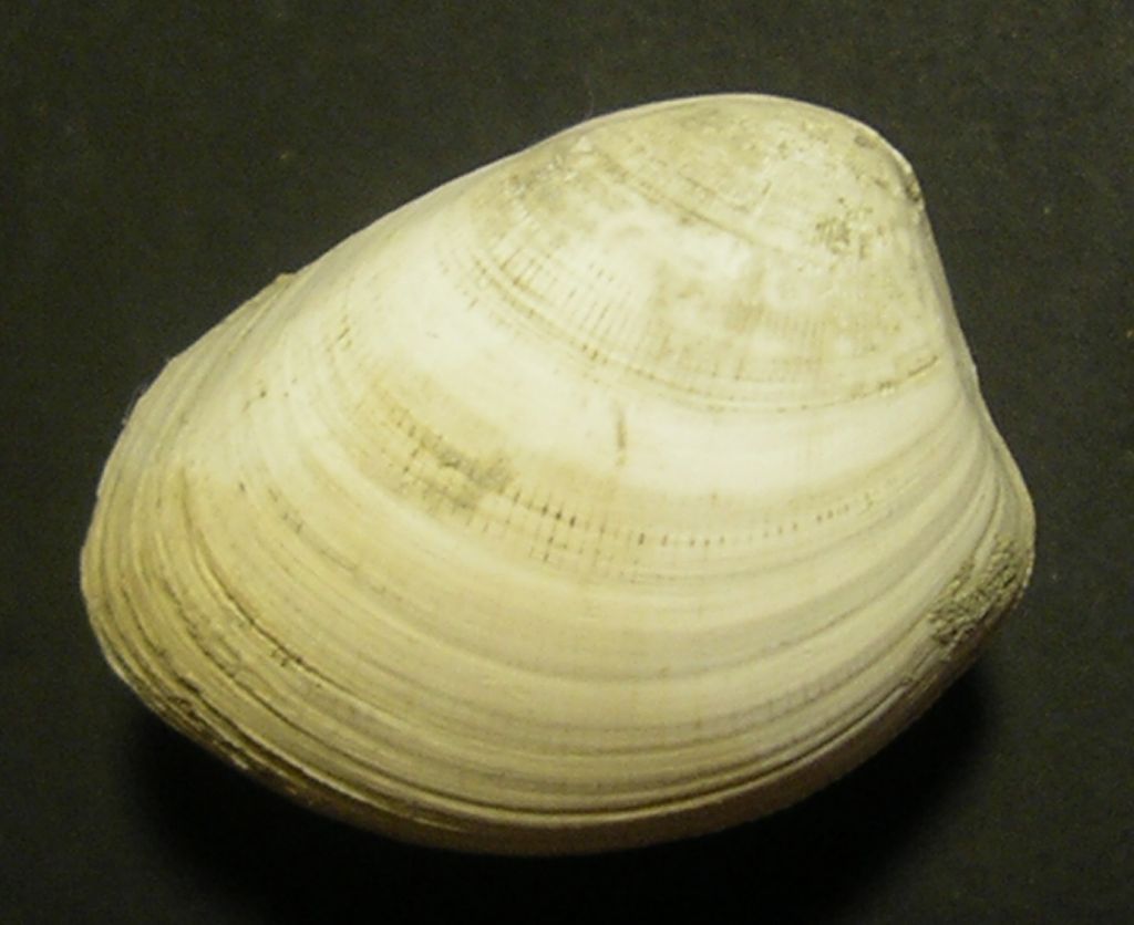 dal Pliocene laziale... Nucula