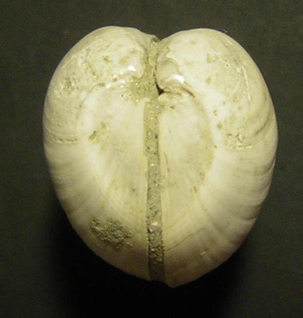 dal Pliocene laziale... Nucula