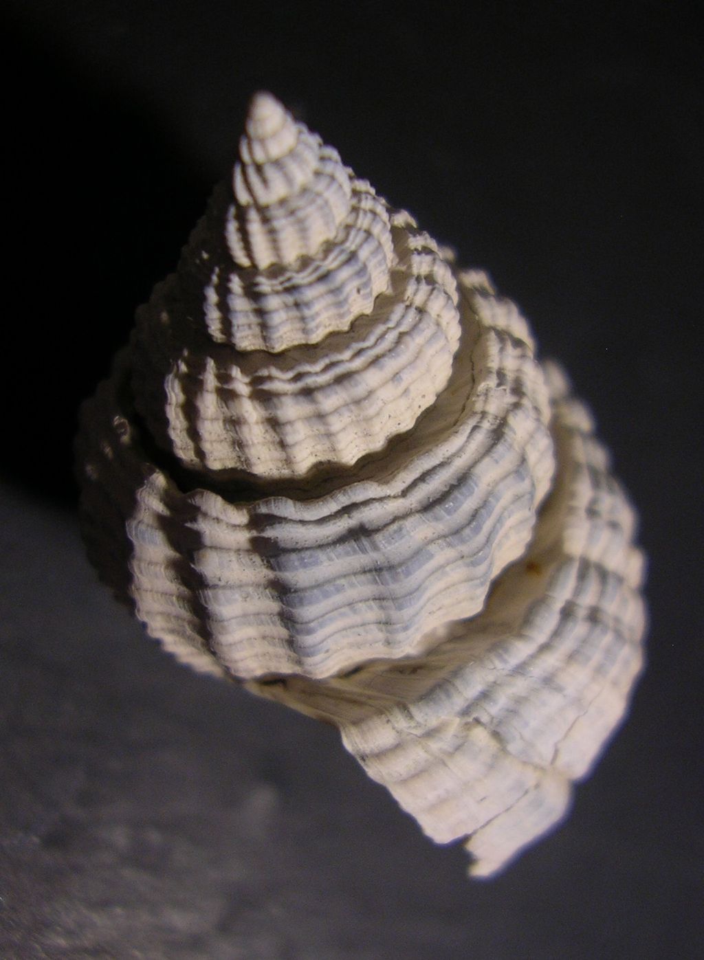 dal Pliocene laziale... Nassarius