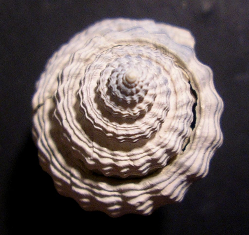 dal Pliocene laziale... Nassarius