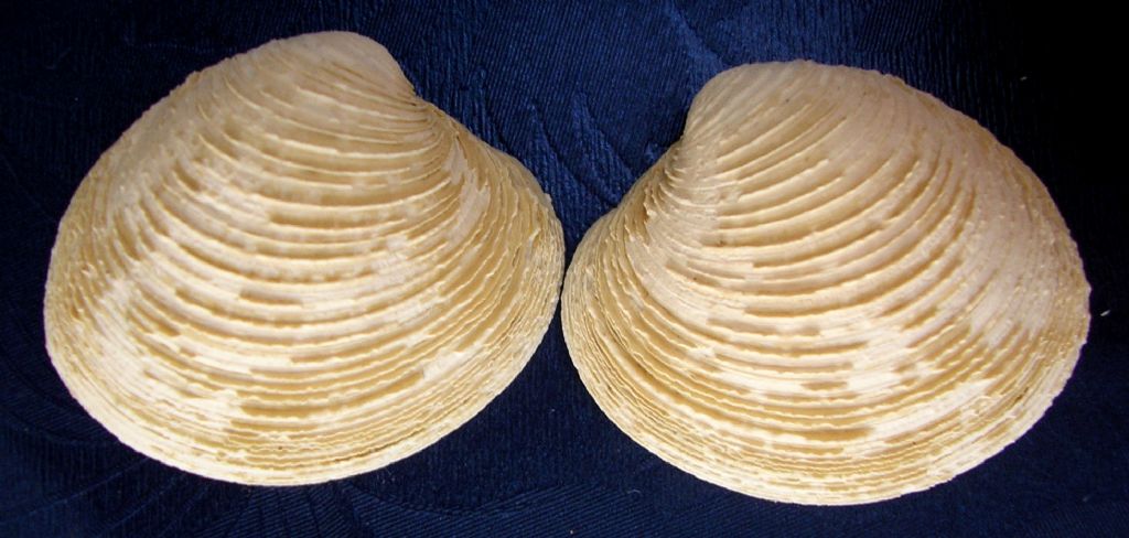 Venus nux?