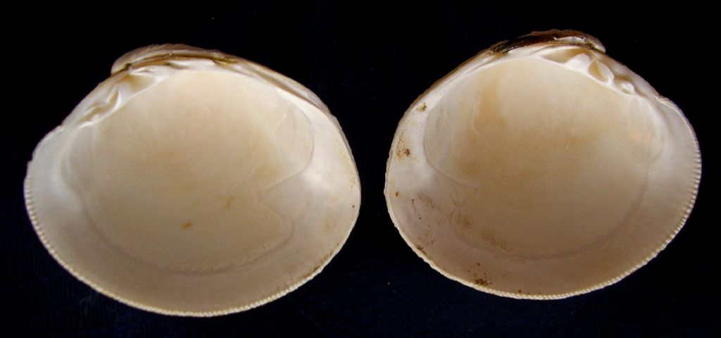 Venus nux?