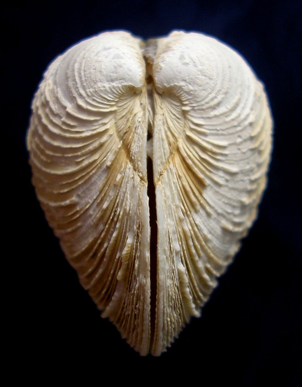 Venus nux?