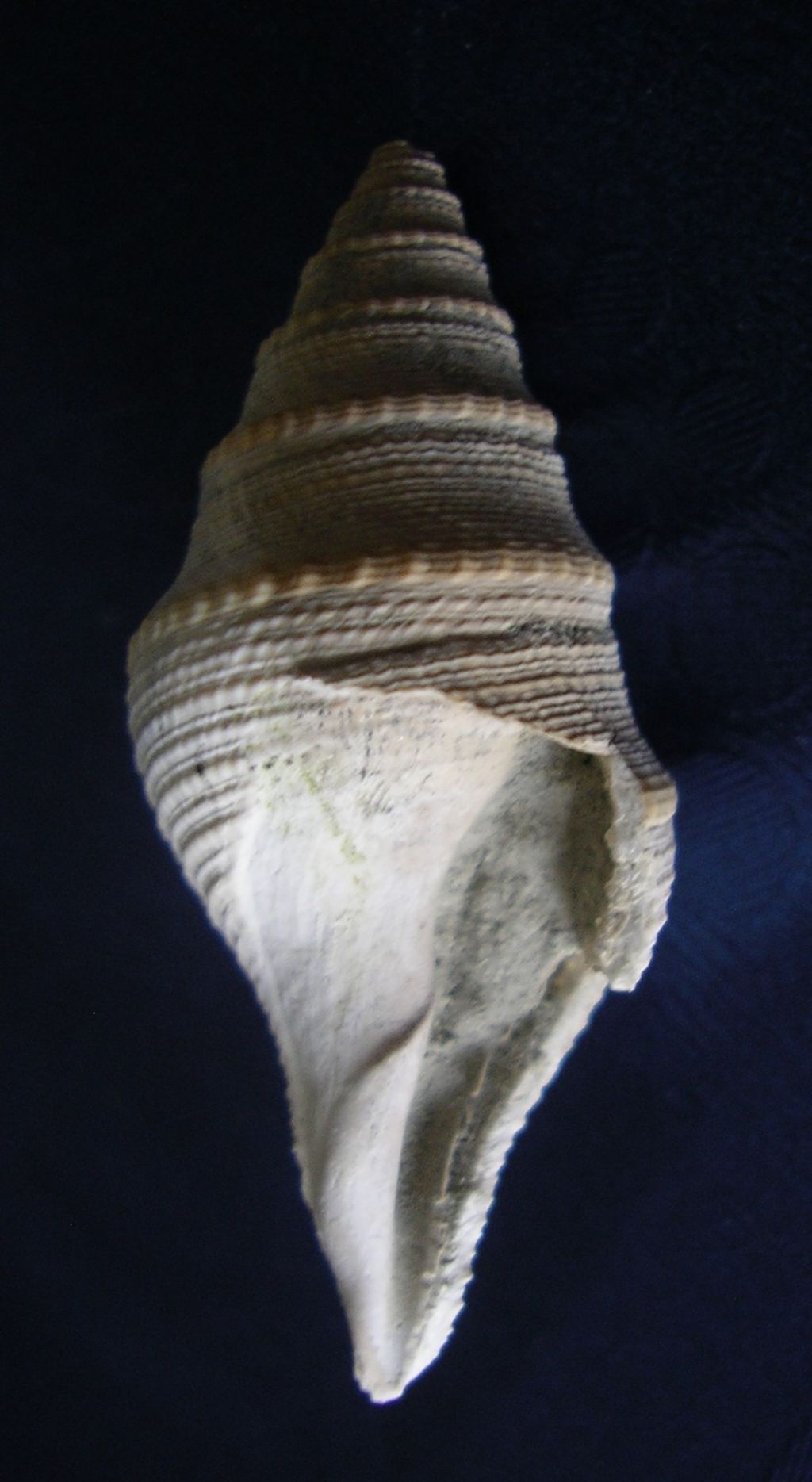 dal Pliocene laziale... Clavatula?