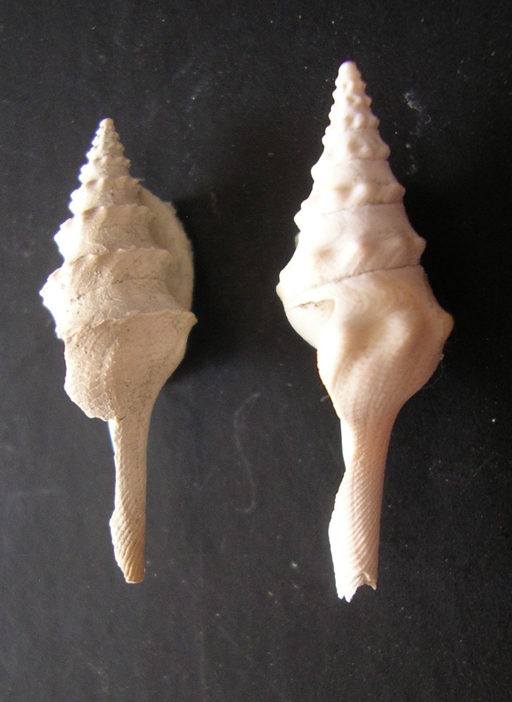 dal Pliocene laziale... un dubbio