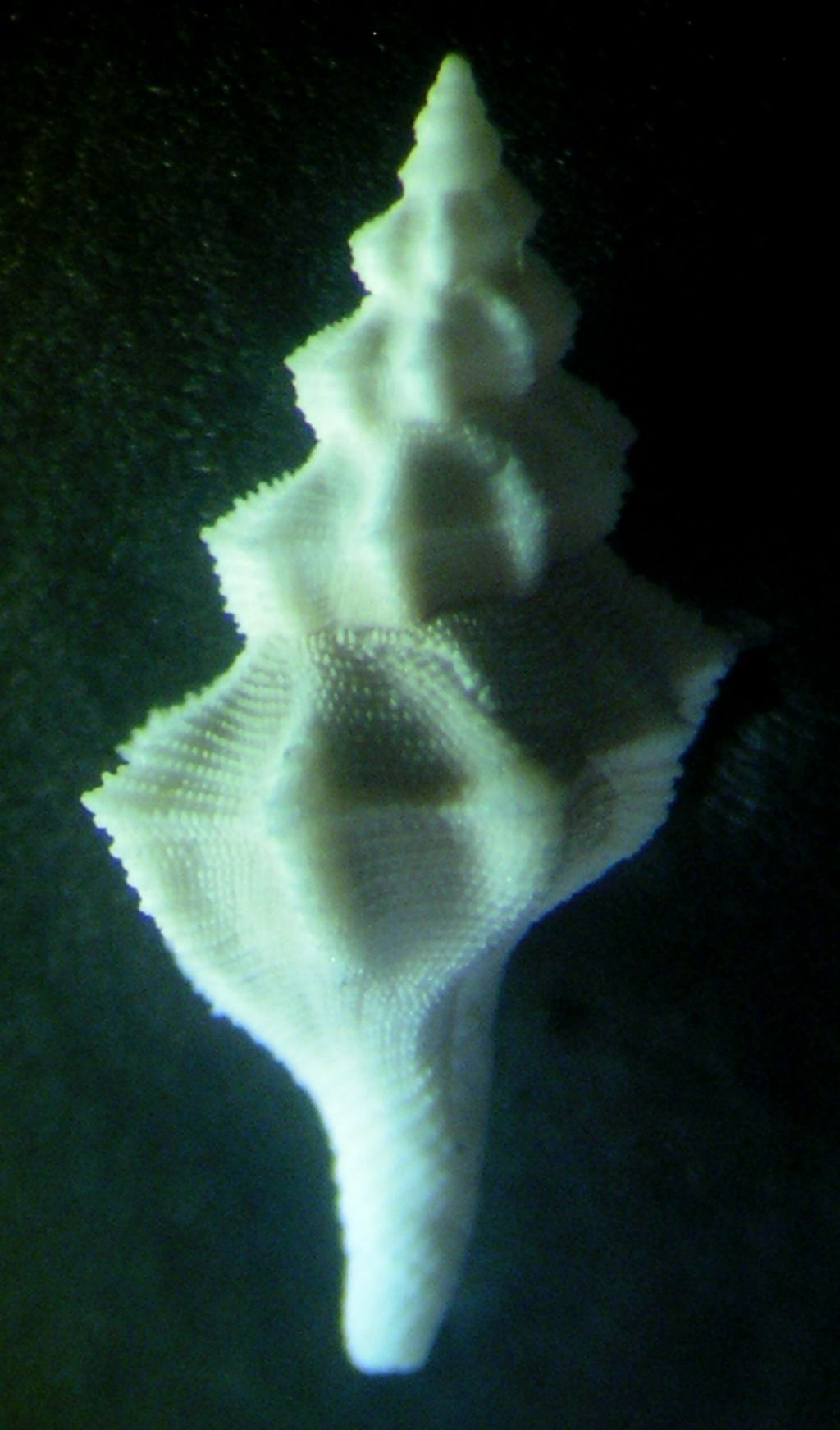 dal Pliocene laziale... Fusinus?