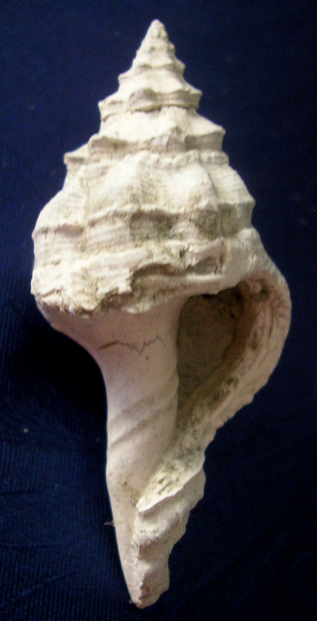 dal Pliocene laziale... Fasciolaridae?