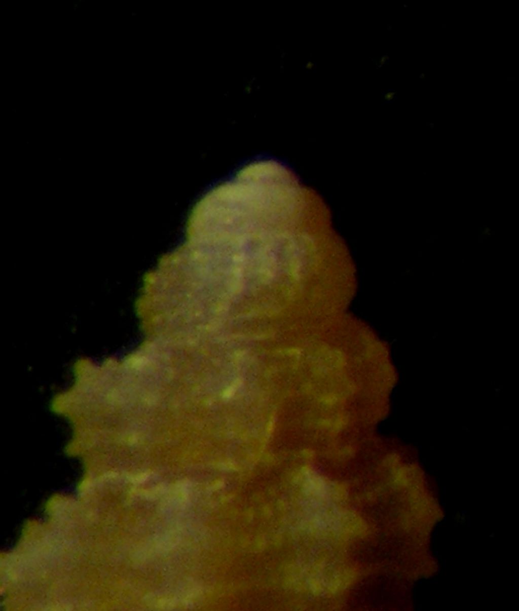 una Bela... brachystoma?