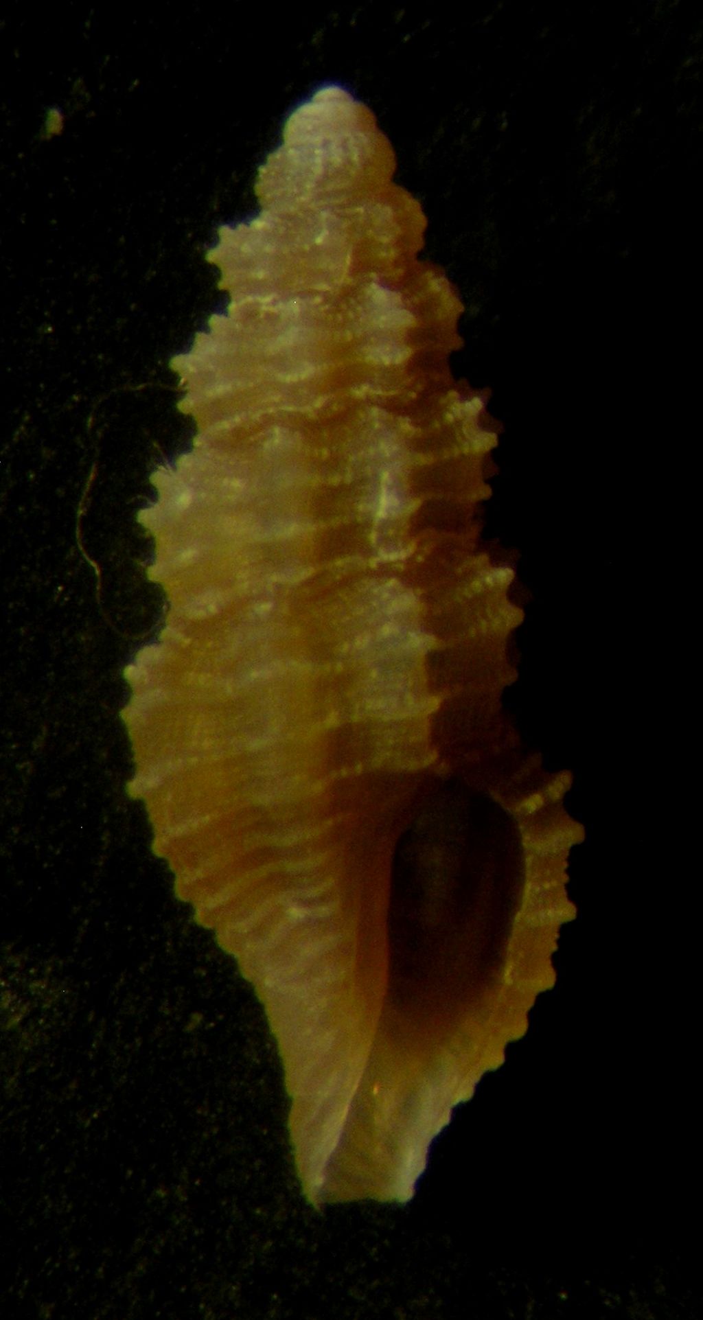 una Bela... brachystoma?