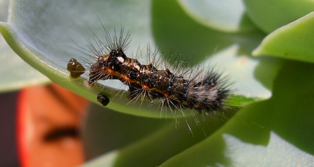 un bruco... - Acronicta (Viminia) rumicis, Noctuidae