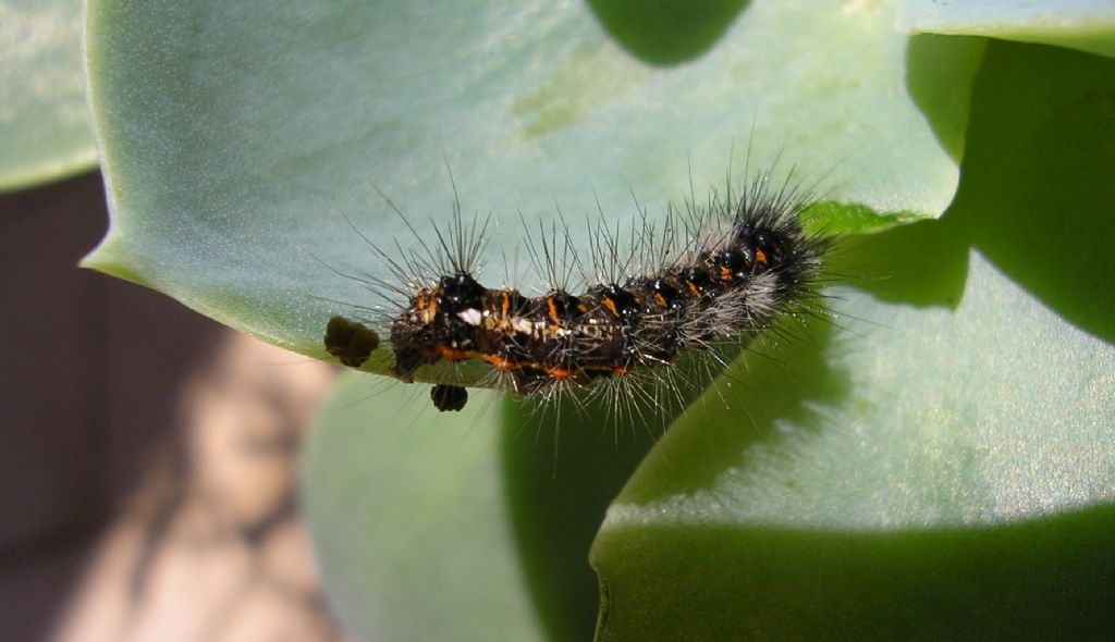 un bruco... - Acronicta (Viminia) rumicis, Noctuidae