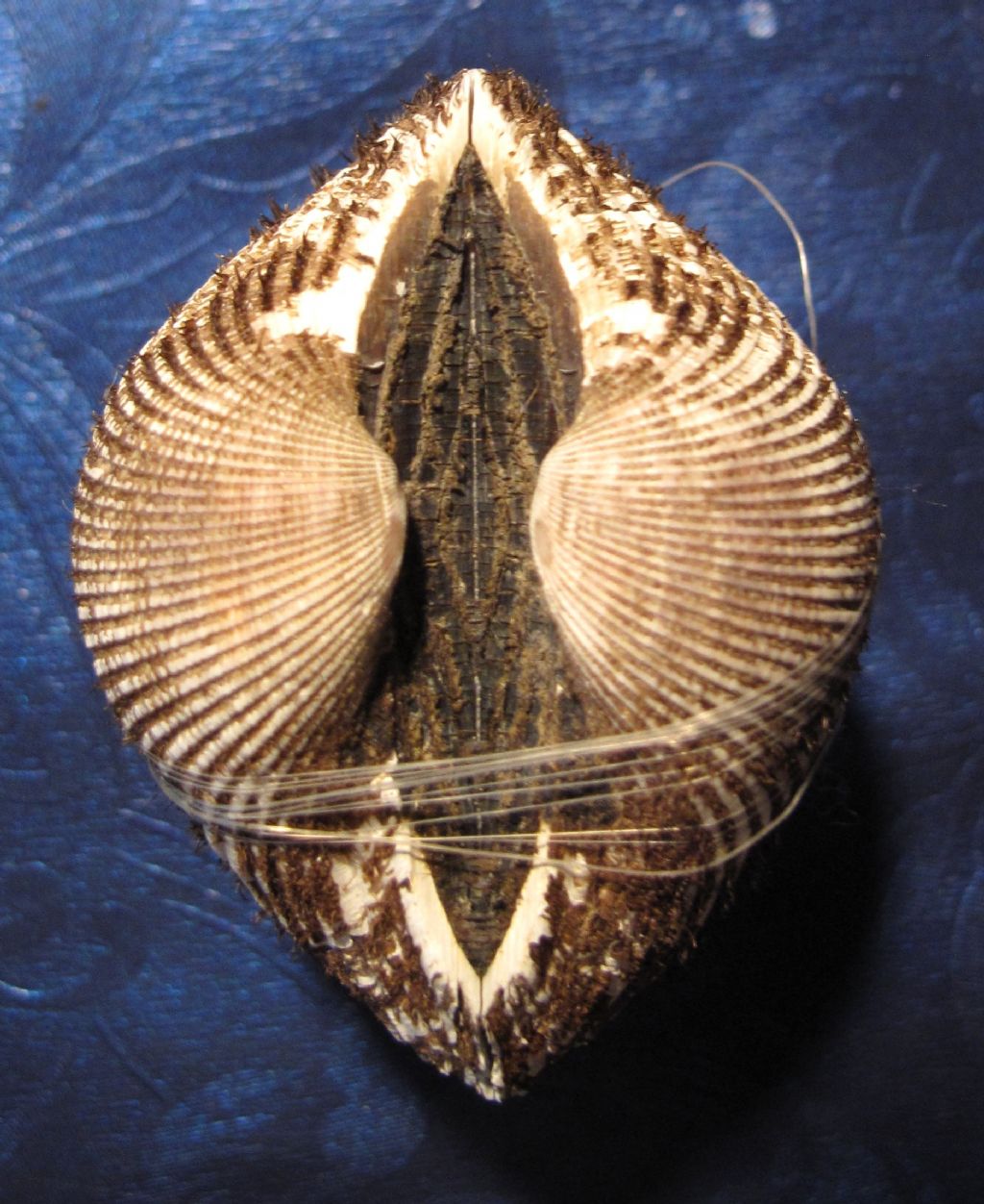 Anadara corbuloides?