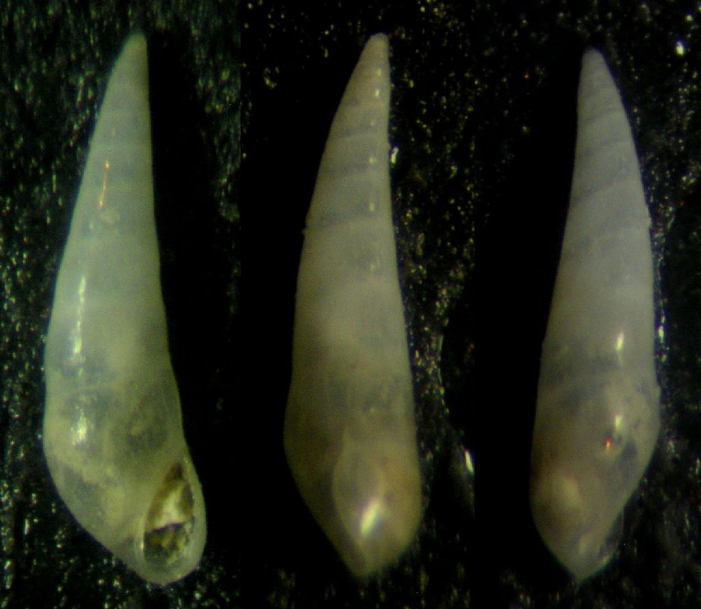 3) Conferma VITREOLINA ANTIFLEXA