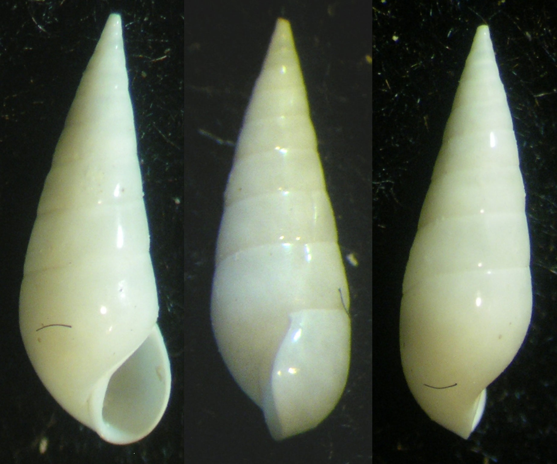 melanella 2