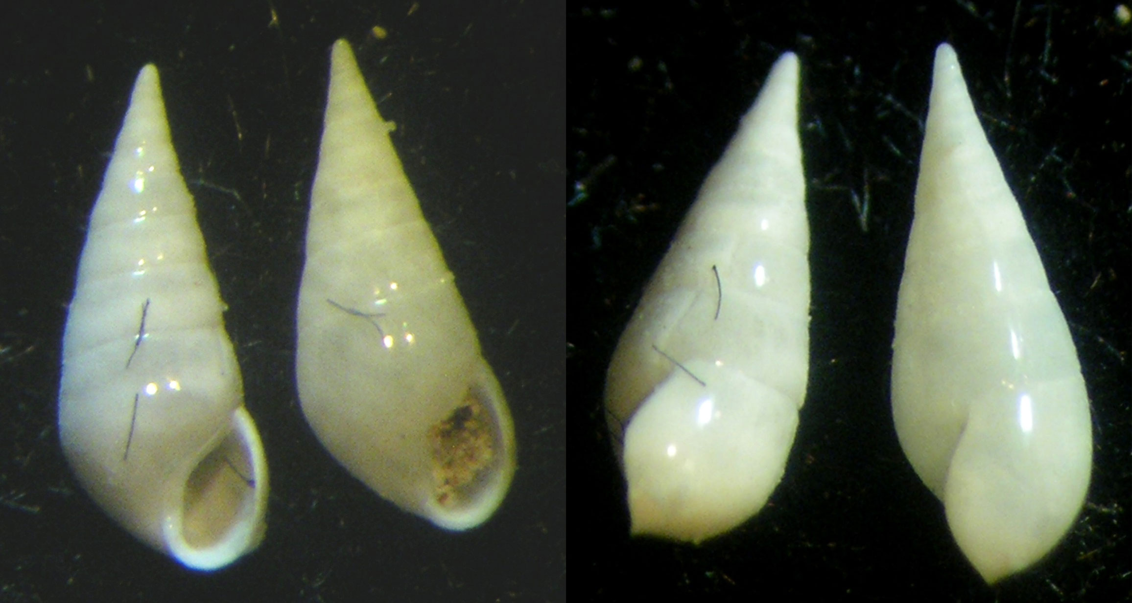 Melanella 3