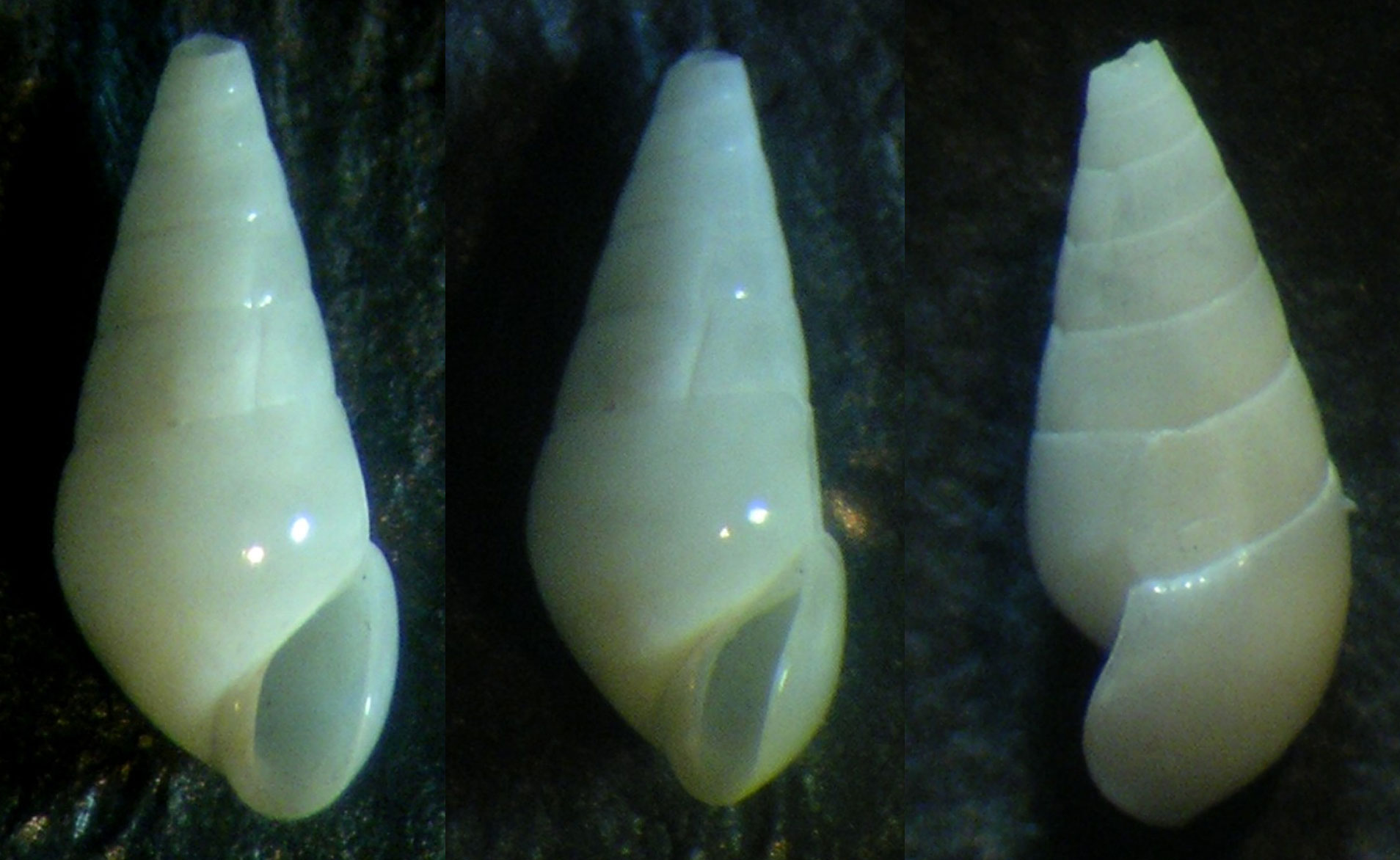 melanella 4