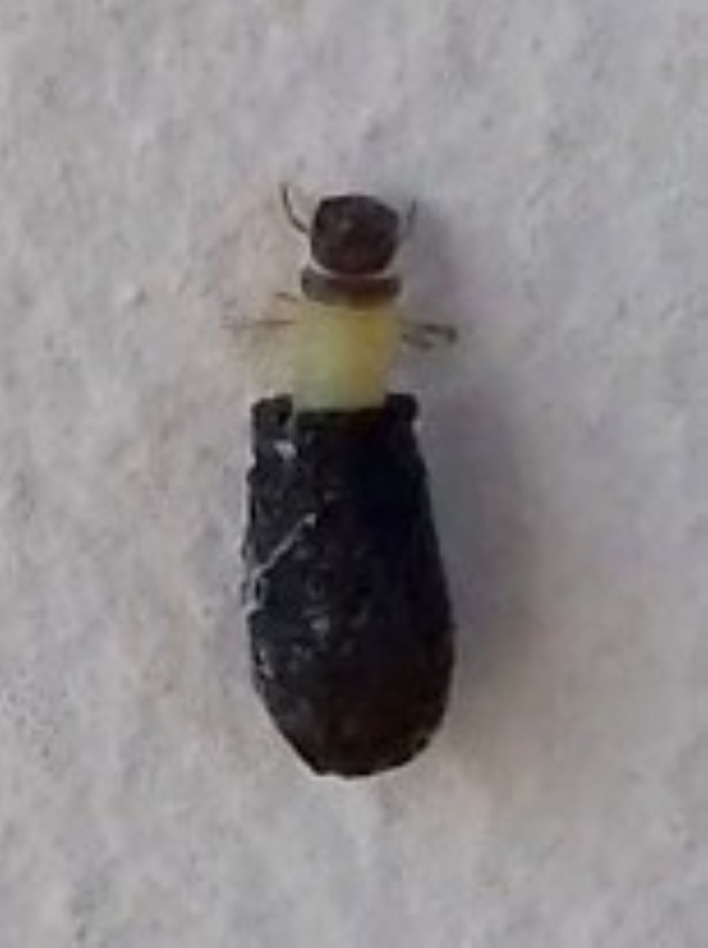 insetto strano...: larva di Chrysomelidae