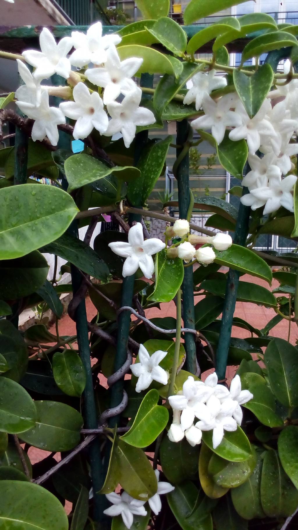 Stephanotis floribunda (Apocynaceae)