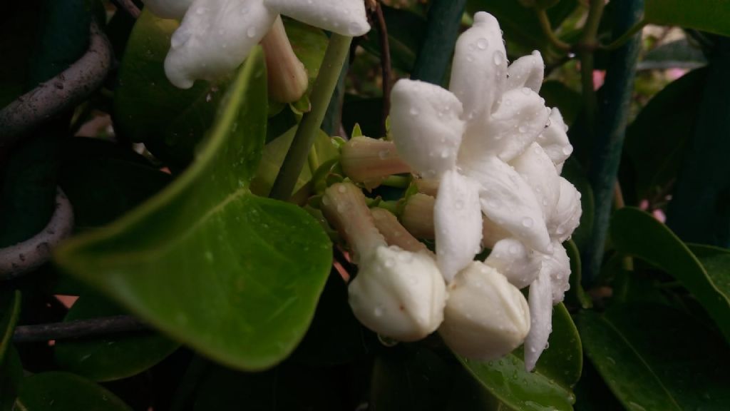 Stephanotis floribunda (Apocynaceae)