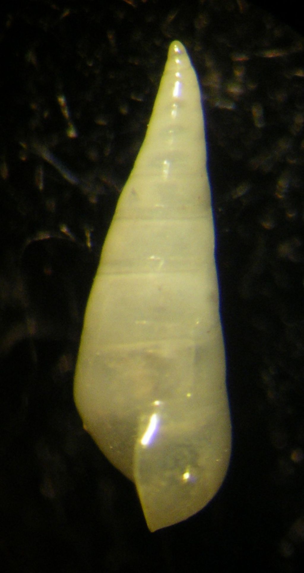 Melanella 1