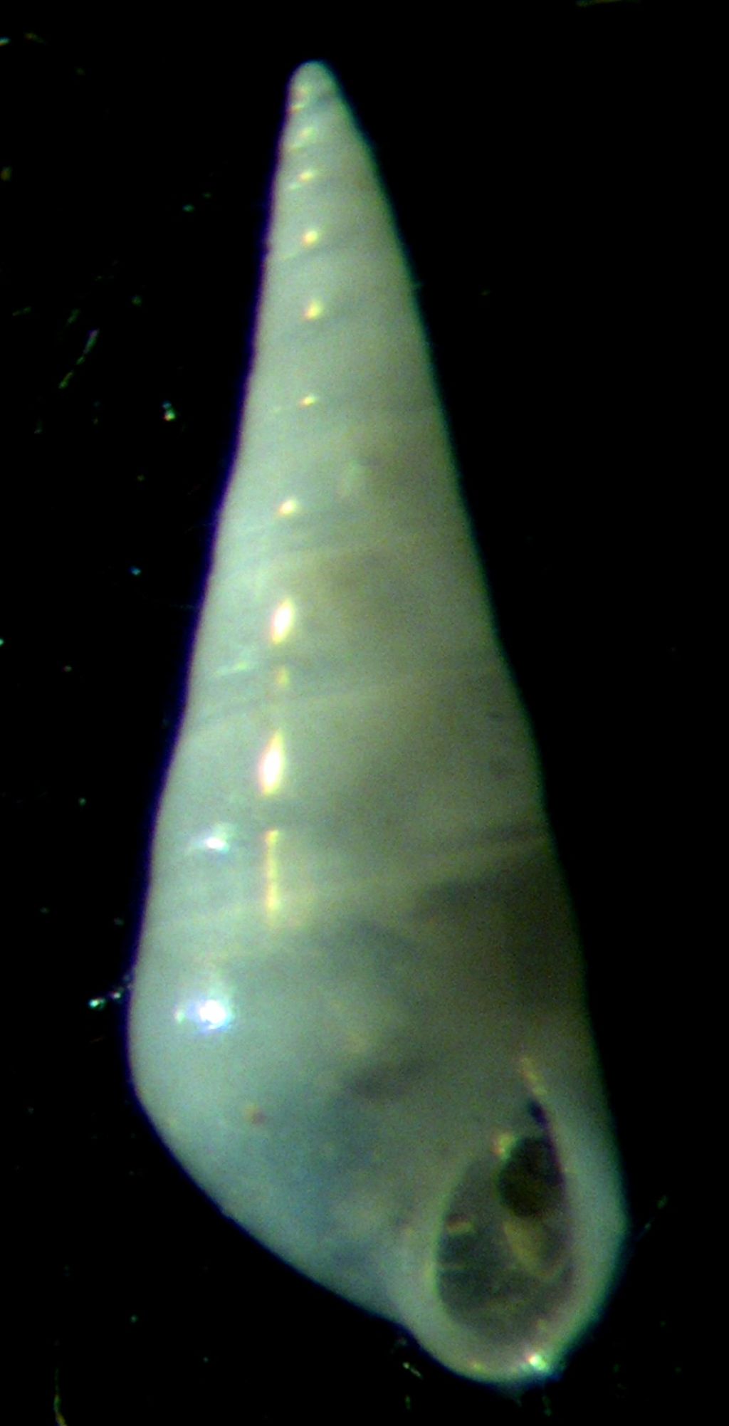 Melanella 1