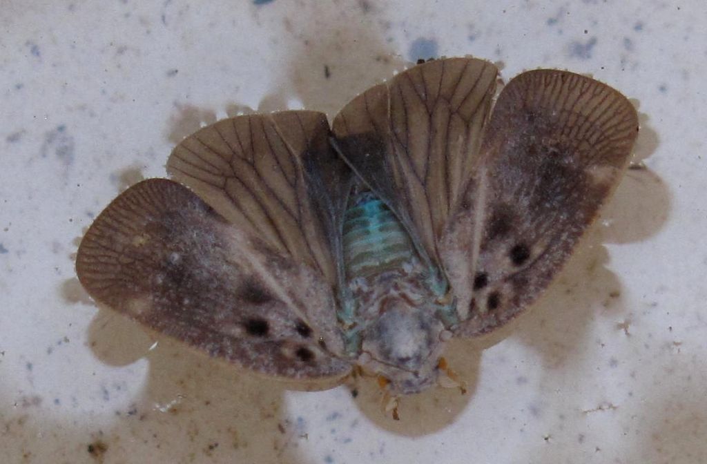 una bella farfallina...  No, Metcalfa pruinosa (Fulgoromorpha Flatidae)