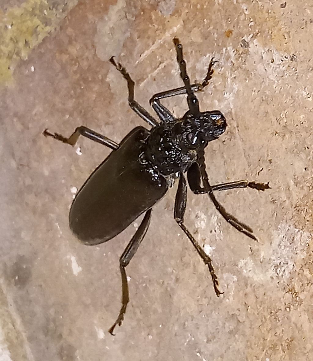 Cerambycidae: Cerambyx sp.