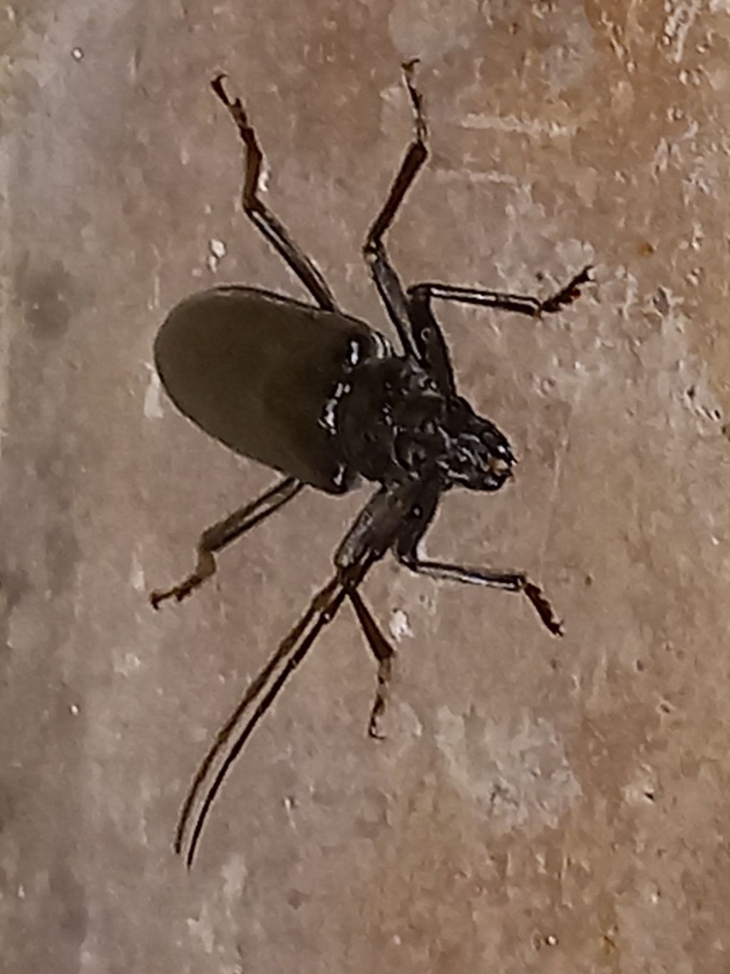 Cerambycidae: Cerambyx sp.